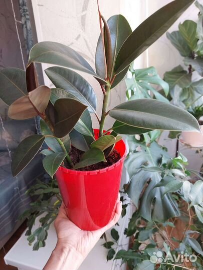 Фикус Эластика Робуста