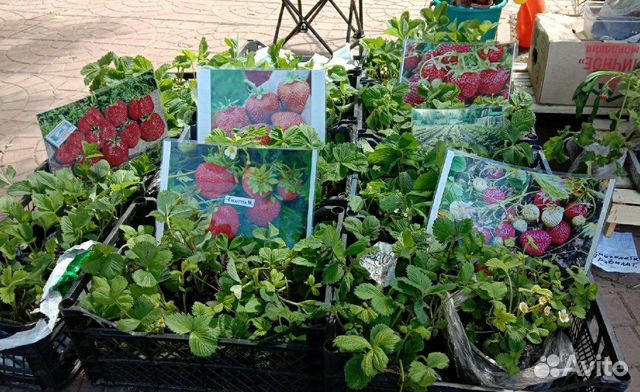 Рассада клубники голландского сорта
