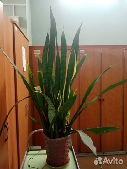 Хойя Сансевиерия