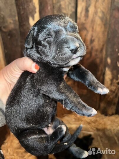 Щенки среднеазиатской овчарки