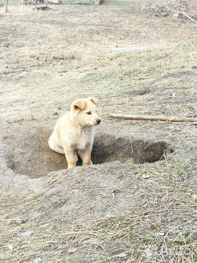Собаки бесплатно в добрые руки щенки