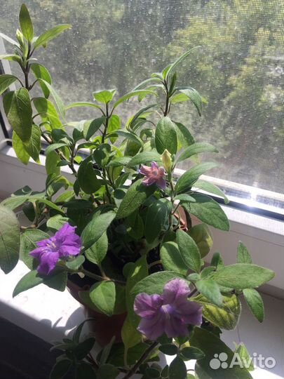 Комнатные растения по 150