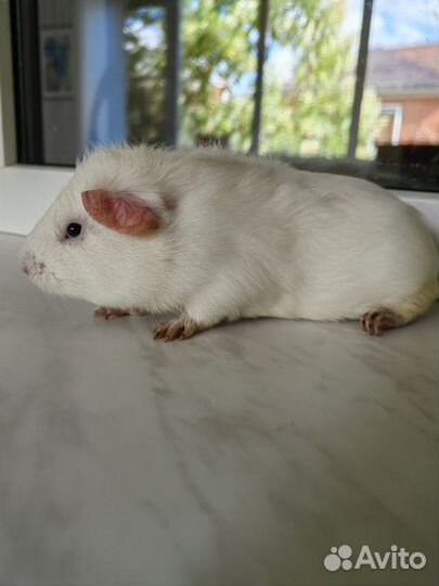 Морская свинка поросенок мальчик