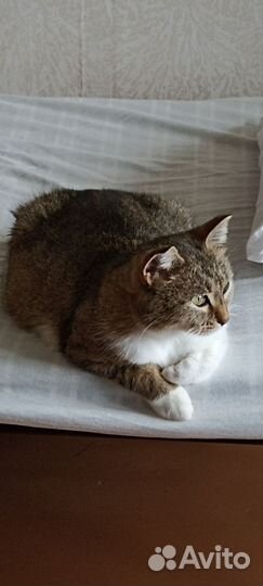 Кошка 1,5 лет