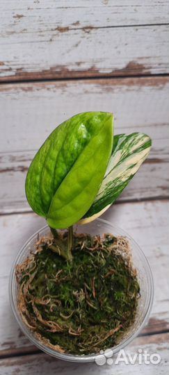 Комнатные растения Сциндапсус