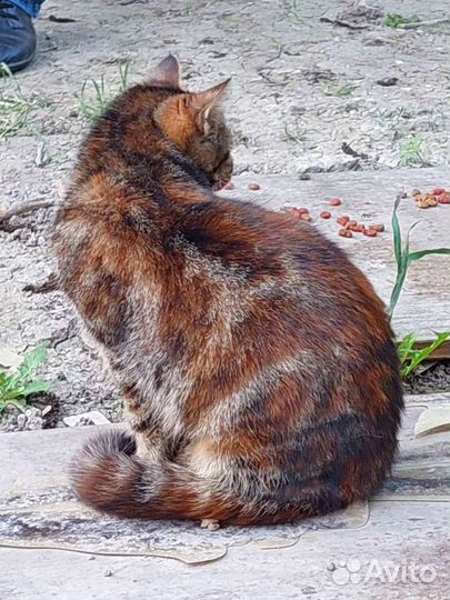 Молодая стерилизованная кошечка