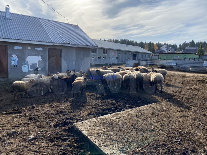 Продам приусадебное хозяйство