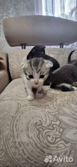 Вислоухие котята