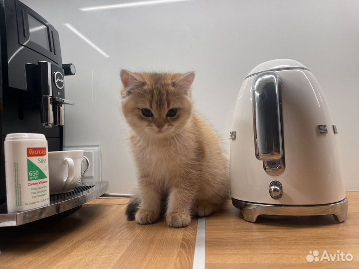 Британская