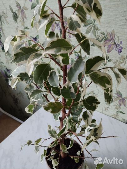 Фикус Бенжамина, Денежное дерево