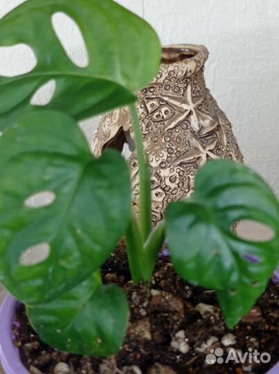 Филодендрон, стендапсус