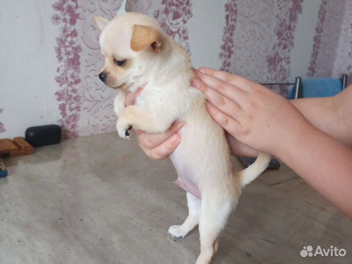 Щенки чихуахуа мини