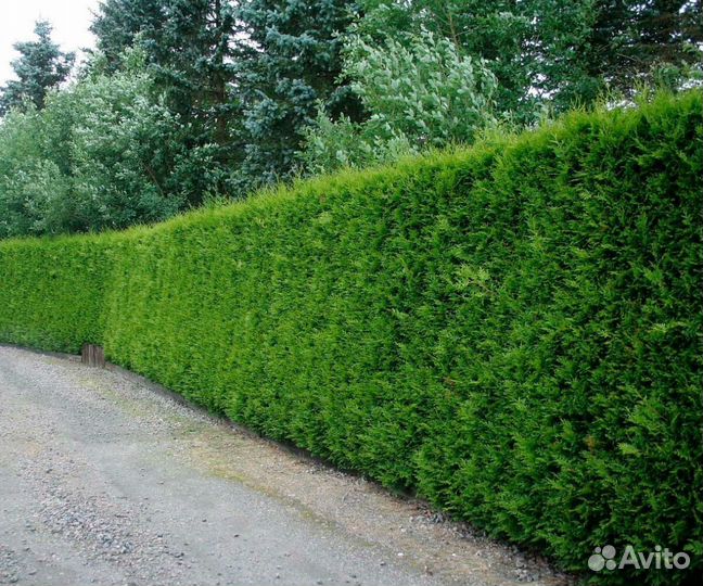 Живая изгородь