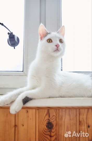Котенок Кокосик ищет дом