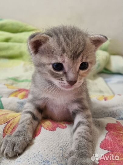 Котята в добрые руки бесплатно