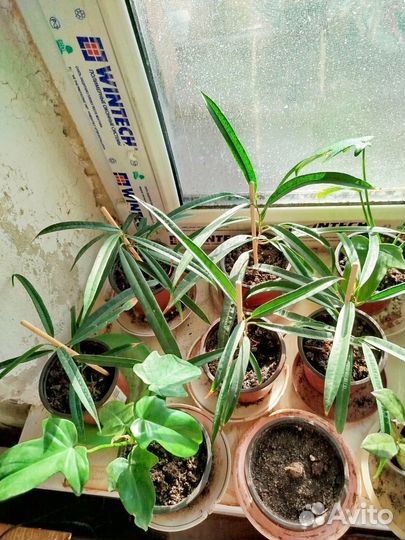 Цветок фикус али