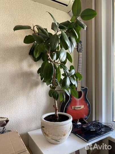 Фикус эластика робуста каучуконосный 130 см