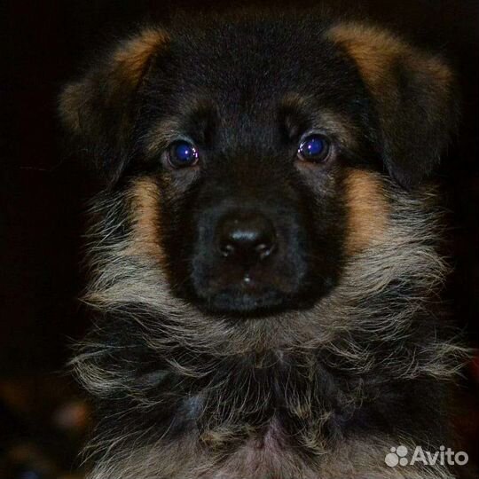 Щенки немецкой овчарки