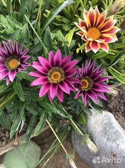 Семена цветов однолетники