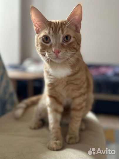 Кот в добрые руки