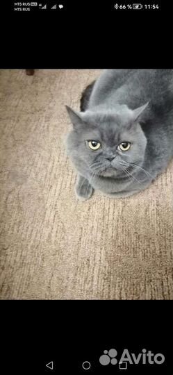 Британская