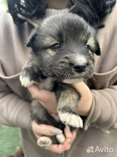 Щенок в добрые руки бесплатно