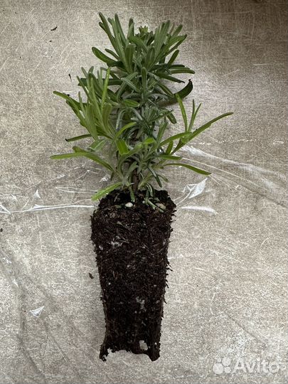 Лаванда узколистная Хидкот Блю