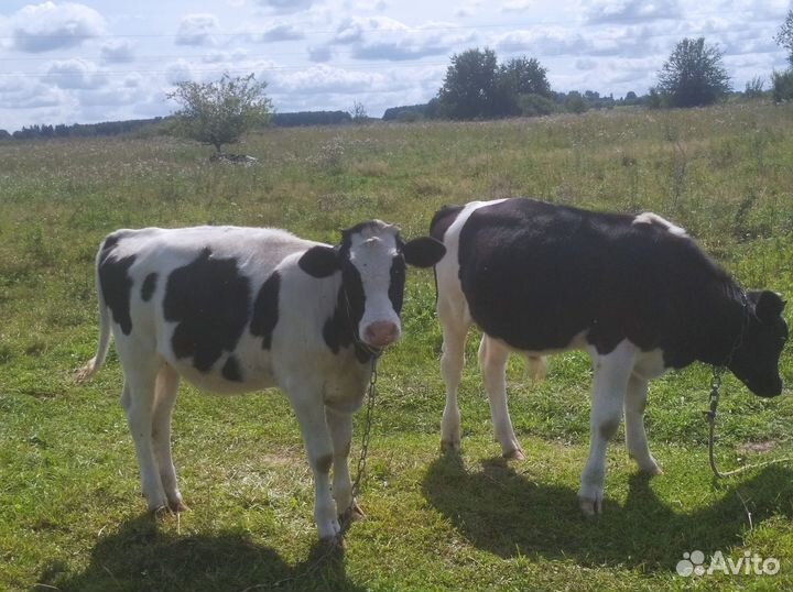 Продам 2 телёнка