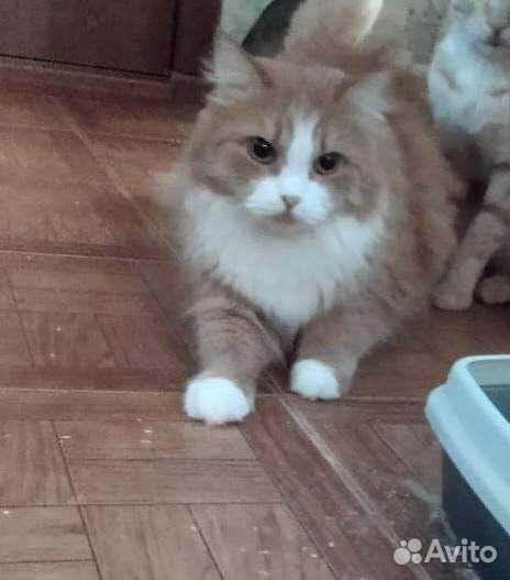 Кошечки и коты