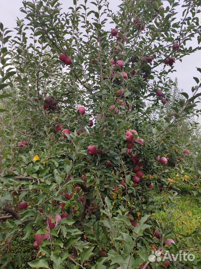 Яблоки Флорина