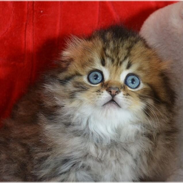 Шотландский вислоухий короткошёрстный котёнок