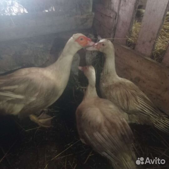 Мускусные утки