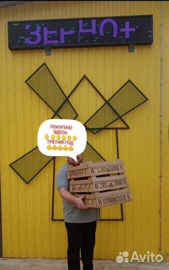 Цыплята бройлеры кобб 500