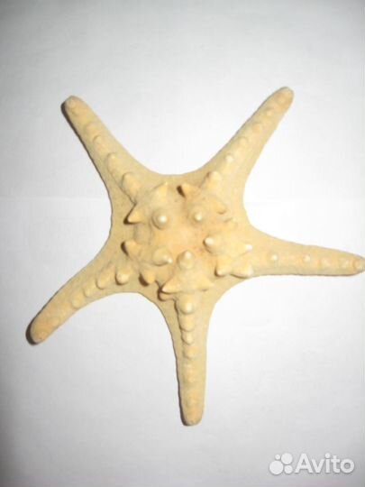 Морская звезда, ракушки разные