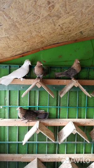 Николаевские голуби в Симферополе