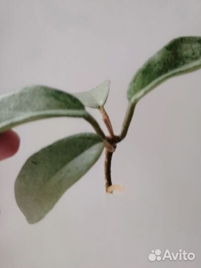 Срез хоий Серый призрак