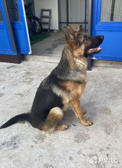 Немецкая овчарка