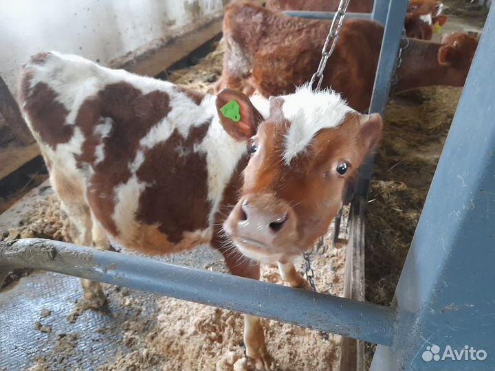 Бычки бесплатная доставка