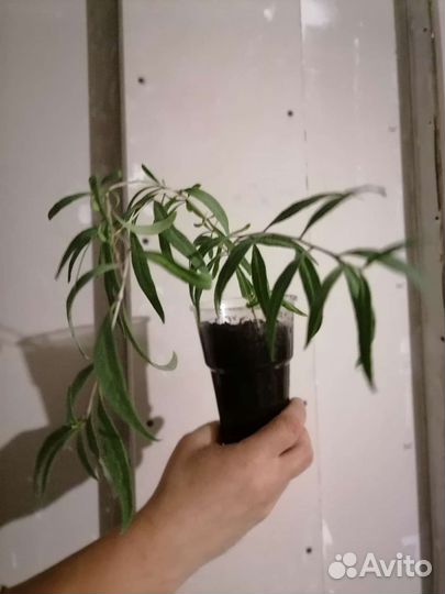 Ягоды годжи