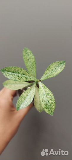 Прививки сортовых адениумов