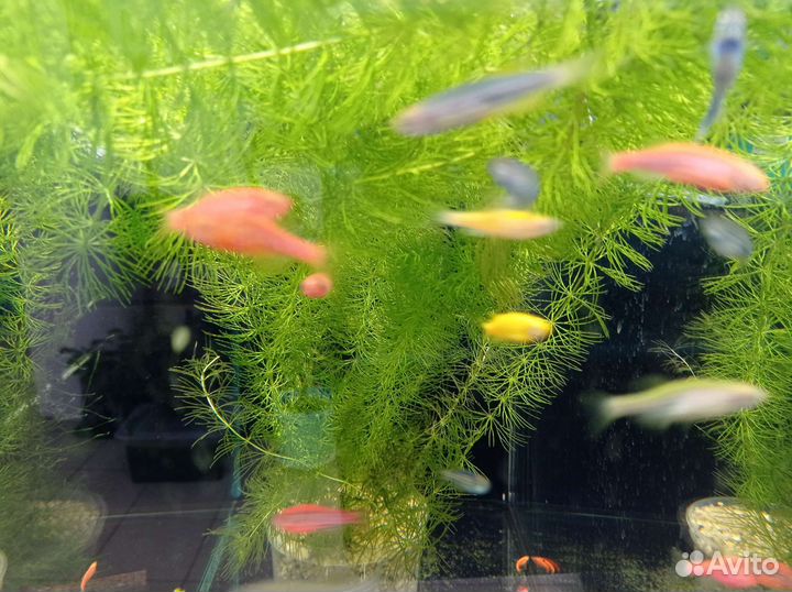 Аквариумные рыбки и растения