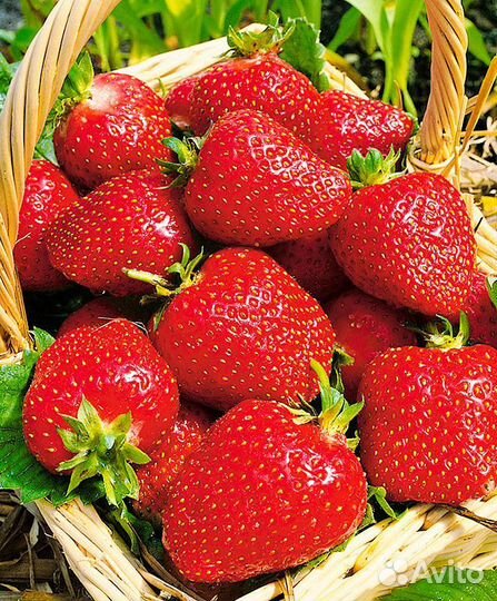 Клубника Роксана. Саженцы