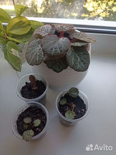 Камнеломка плетеносная. Саксифрага