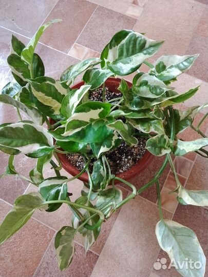 Сциндапсус Н-Джой