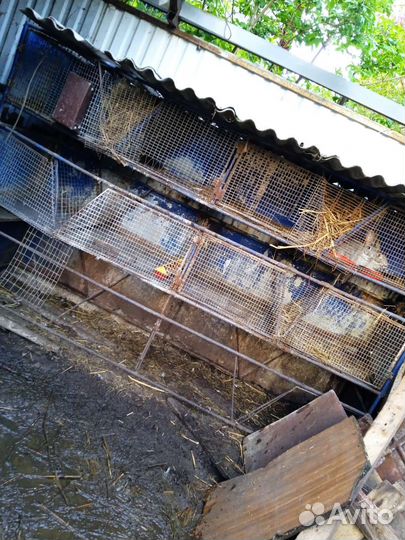 Клетки для кроликов бу