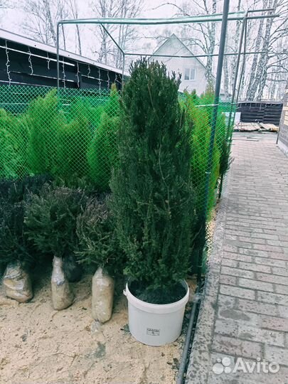 Можжевельник