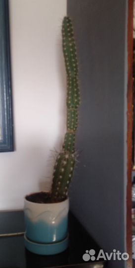 Большой кактус