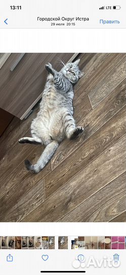 Отдаю в добрые руки