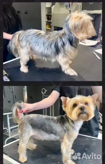 Экспресс линька, тримминг, стрижка собак и кошек