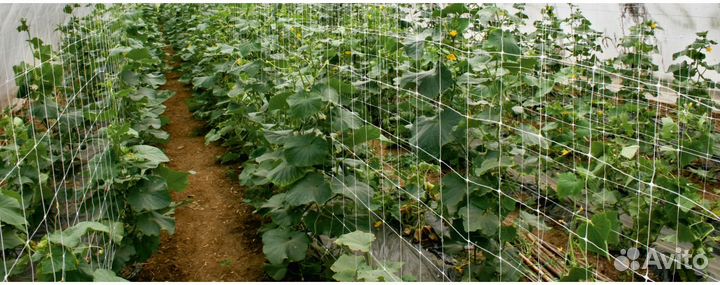 Сетка шпалерная 2-5 метра